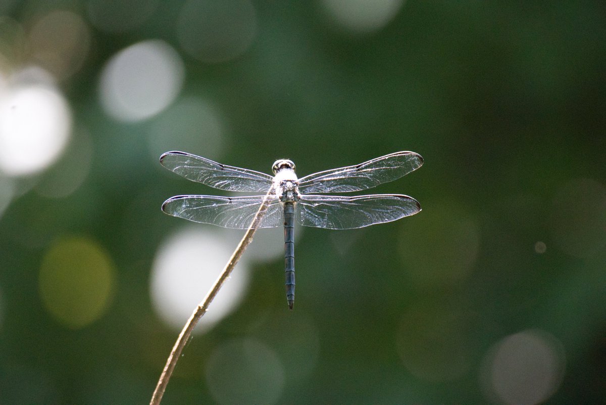 JohnReedPavan's tweet photo. Blue Darter Dragonfly
#bluedarter #dragonfly #centralparknyc #centralpark #insectsofinstagram #insect https://t.co/WbHDalSjlw