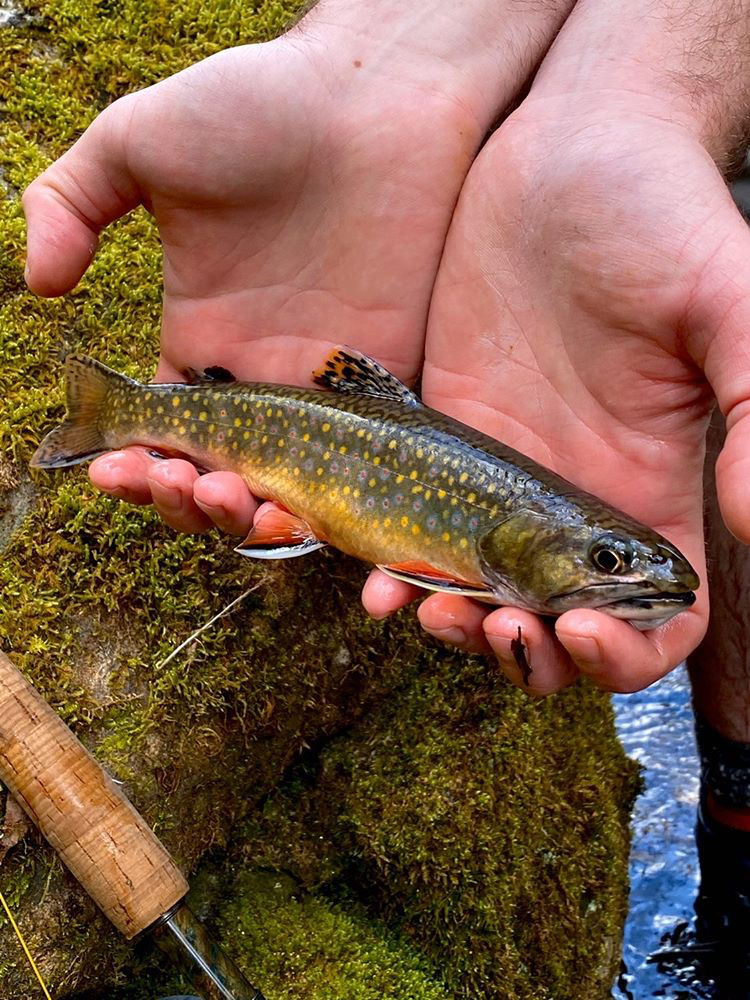 TuckRiverClub's tweet photo. We hope everyone has a Fin-tastic Friday!
#TuckFlyShop #SylvaNC #BrysonCity #FlyFishNC #FishItWell #NCTroutCapital #GreatSmokies #CatchAndRelease #DiscoverJacksonNC #FlyFishing https://t.co/7Y5IsMrvxF