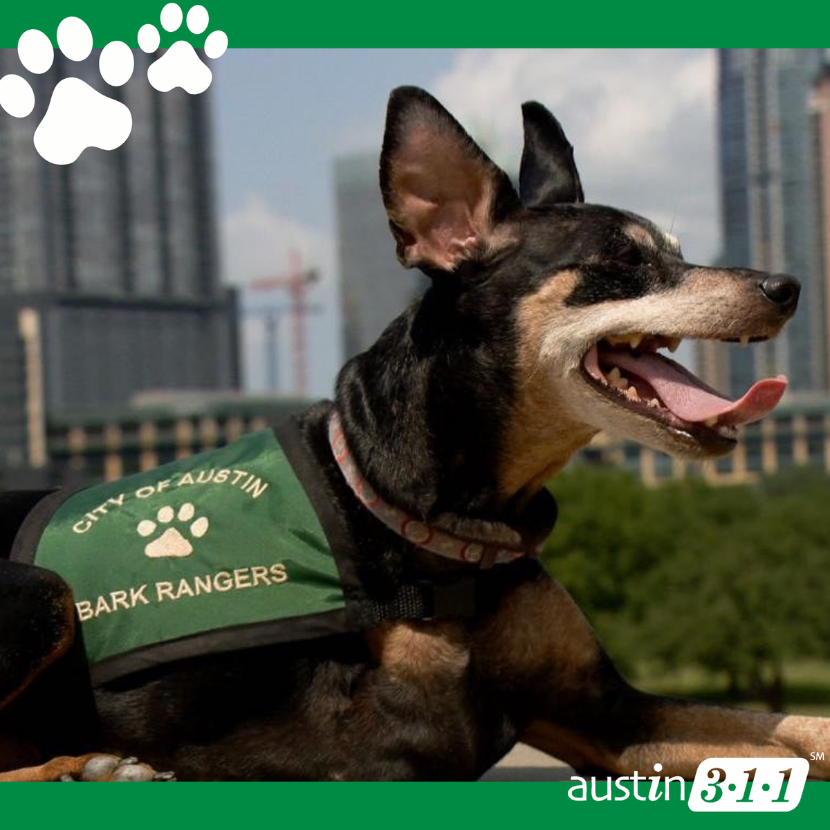 ATX_311's tweet photo. 📢Hey Austin, prepare your pups: Austin Parks and Recreation Department's Bark Ranger program will be available online 💻 starting in August! We look forward to you joining the team soon!
.
📌 For more information visit: https://t.co/YVfbQmW20f
#barkrangers #atxparks #atxdogs https://t.co/wjs4JXJZ0Z