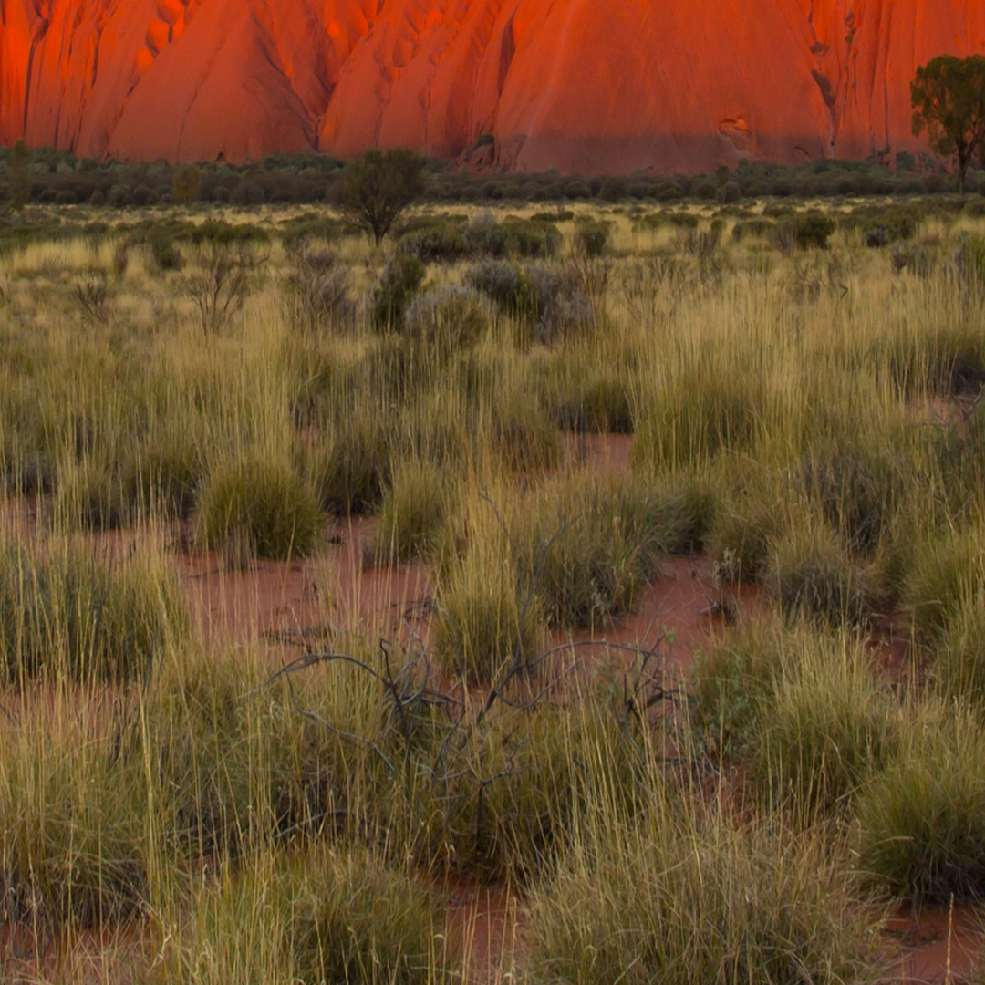 LORD, our Lord, how majestic is your name in all the earth! #trekforjoy #majestic #australia #uluru