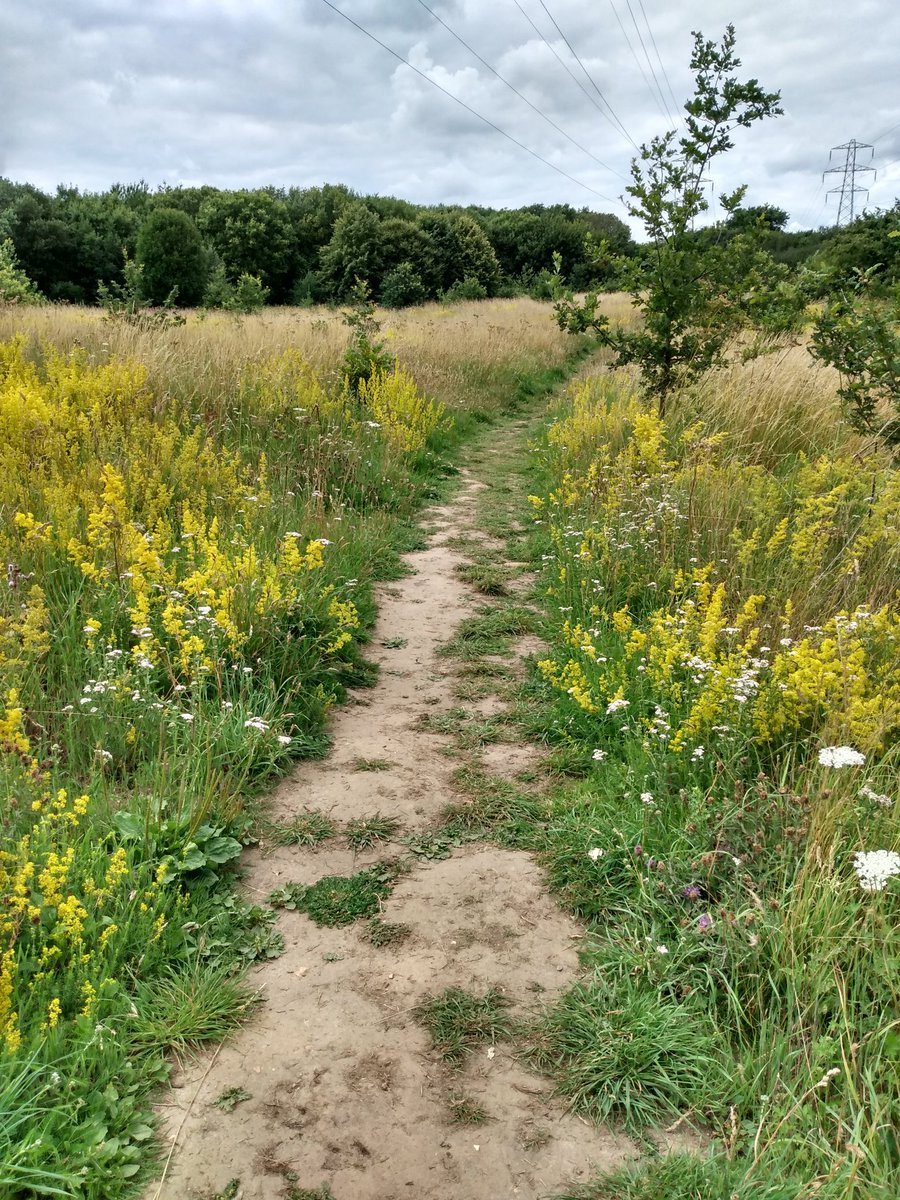Lady's bedstraw having a great year in Kiln Meadow Local Nature Reserve, Belstead Brook Park. An incredibly powerful sweet scent as you walk past. Larval food plant for at least 15 moth species and nectar for hundreds of pollinators! <a href="/IpswichGov/">IpswichGov</a> <a href="/WildIpswich/">Wild Ipswich</a> <a href="/BillButterfly/">Bill Butterfly</a>