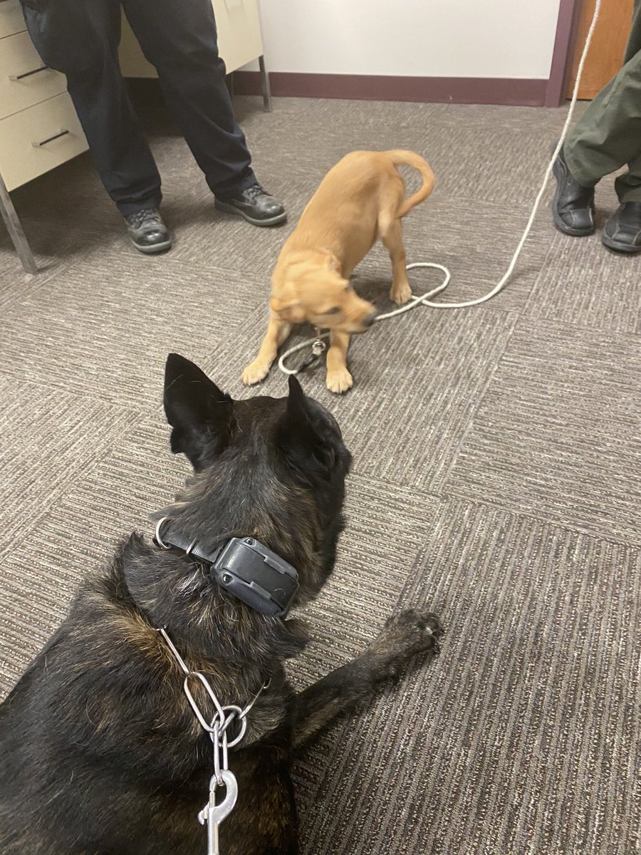 PSDK9Tar's tweet photo. Keep the boys home and in air conditioning. https://t.co/cQuWJ4waxu