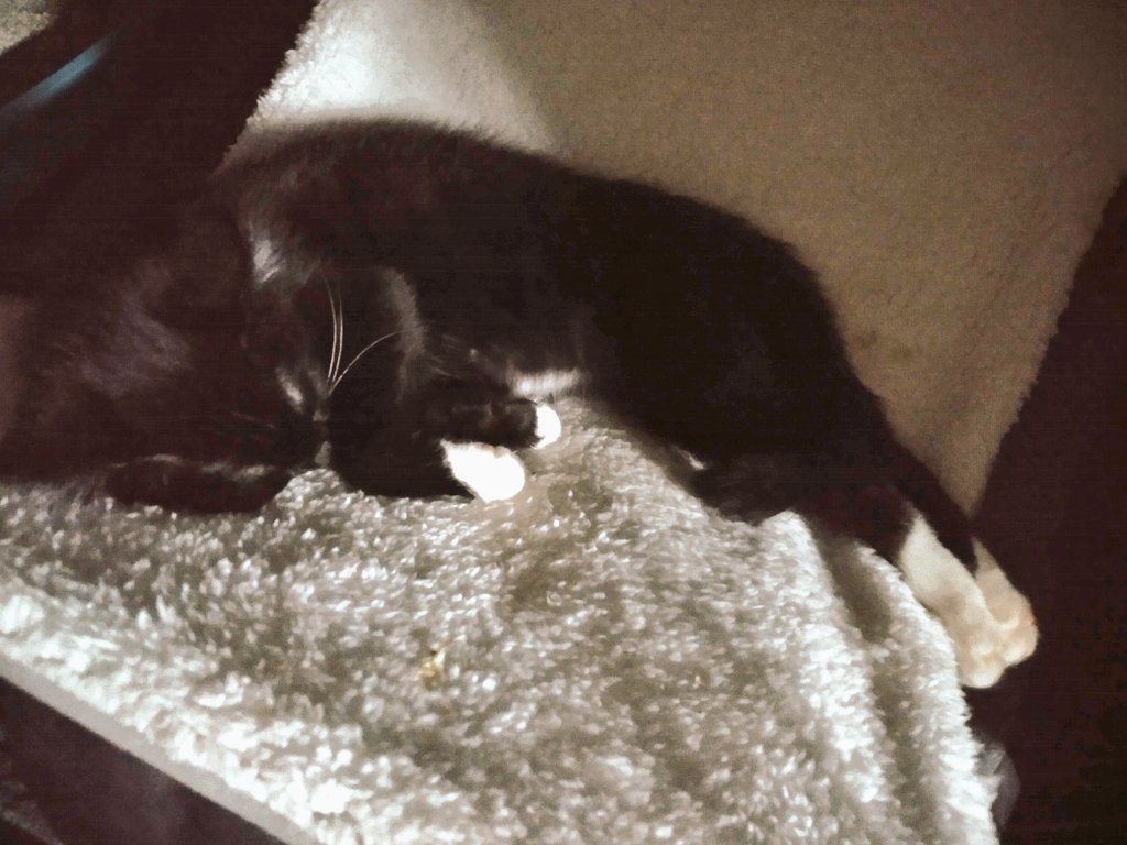 BCunningswine's tweet photo. Eclipse is a sleepy baby. #cats #CatsOfTwitter #catnap #catlife #CatsOfTheQuarantine #Kittens #kittendays #kittenlife https://t.co/apdlgZUpOq