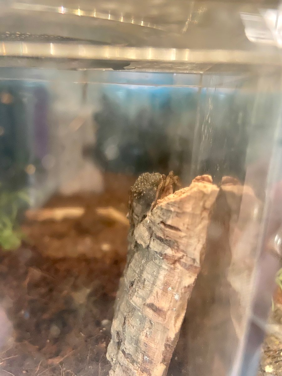 disc_sci_place's tweet photo. We're parents! The DSP is proud to announce that one of our many arachnid friends now on display as part of our summer/fall exhibit, "The Art and Science of Arachnids" has hatched her babies! Our wolf spider (Family: Lycosidae) is a Mom! https://t.co/gA1TB1QMM1