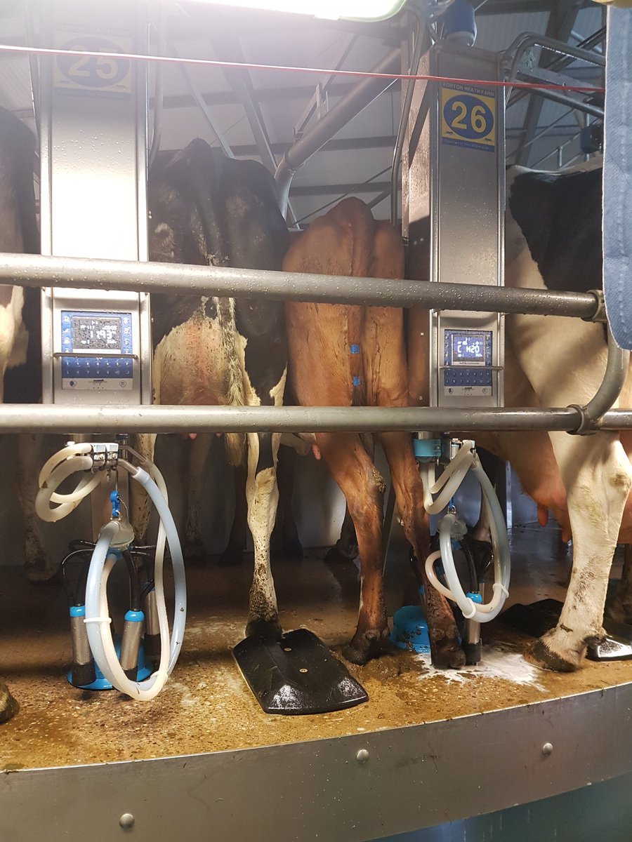 Think this pair took our aims of doubling output a bit too literally! #lovecows #teamdairy
