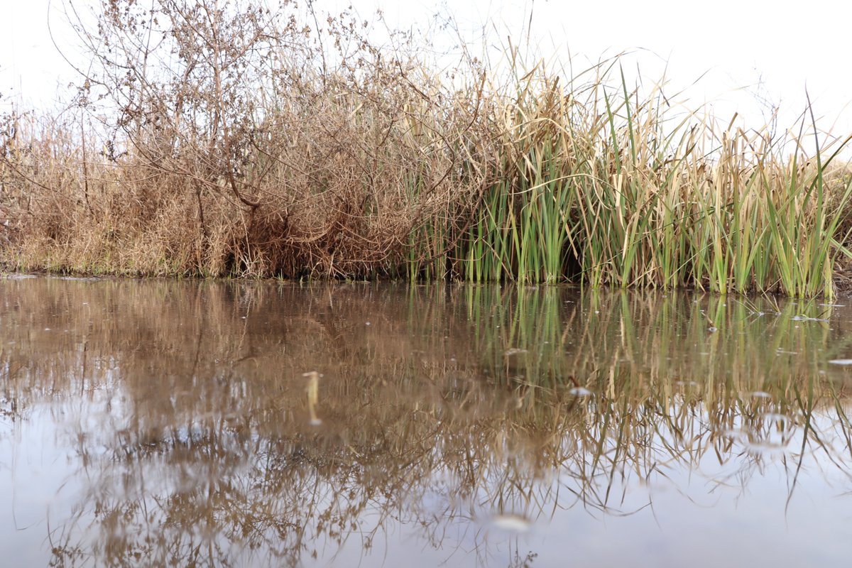 MantoeP's tweet photo. After many months of desktop work, today I finally went out to Lawuba in #Eswatini's Shiselweni Region to find out how the wetland benefits the community. Conserving the environment benefits people but that's often the missing link in environmental conservation campaigns. https://t.co/Pk1TmIpkNK