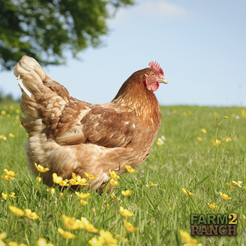 farm2_ranch's tweet photo. Make sure to take advantage of any nice weather this weekend and spend some quality time outside!

#farm2ranch #usedag #agriculture #letsgrowtogether https://t.co/Cj386YUt2s