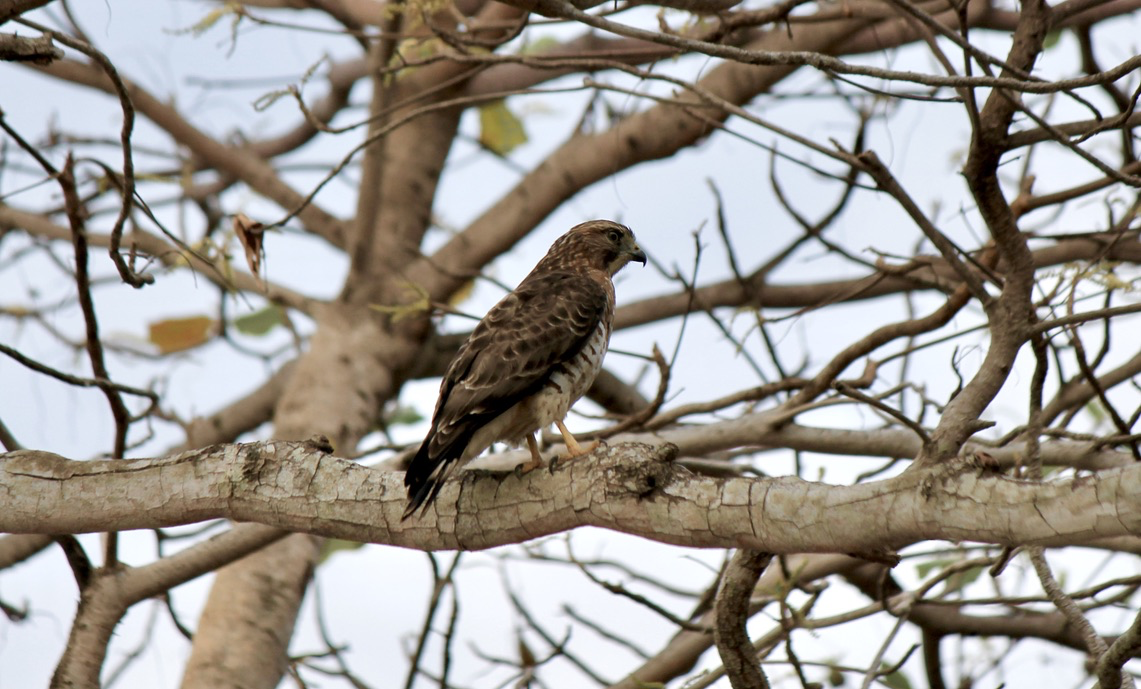 Daniel V (@birderdaniel) on Twitter photo 