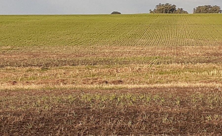 agromil_ltda's tweet photo. #Cebada Cronos con 20 kg. de Microstar, semillero, a pesar del exceso de agua se implantó bastante bien. 👌
📍Ruta 3 y Arroyo Rabón, Paysandú.
#CebadaCronos #MicrostarCebada #PaysandúUruguay https://t.co/3sMtmAcRD2