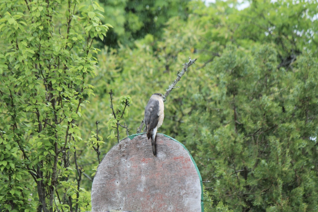 Daniel V (@birderdaniel) on Twitter photo 