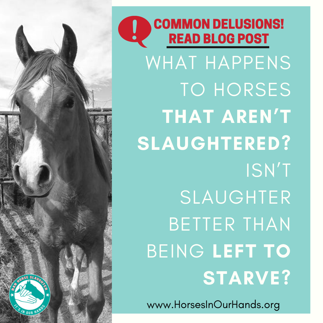 HorsesInOurHand's tweet photo. Seriously? Horse slaughter AND starving a horse are both wrong! It is already illegal to starve a horse and we will soon make horse slaughter illegal. The #IOHAF DC team addresses this claim in the latest #HerdontheHill blog. #Yes2SAFE #EndHorseSlaughter https://t.co/x5269oN8bG https://t.co/VIIXBXxSkP