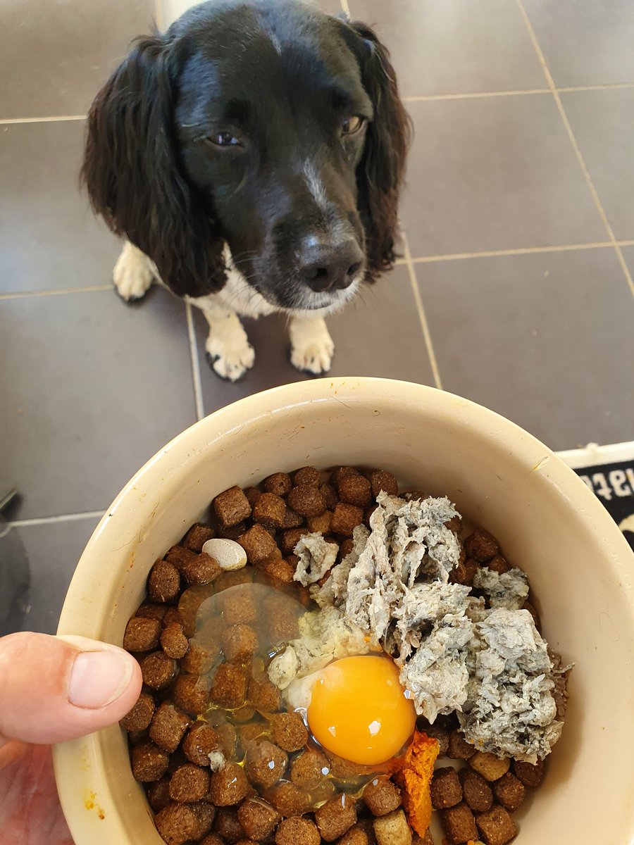 SearchDogOppo's tweet photo. Cackleberry and @burnspetfood, along with a bit of tripe, @LintbellsPet #Yumoveworkingdog, and #goldenpaste. Food of champions - the chauffeur said I'd earned it #dogswithjobs #activespringer https://t.co/8uXsRnrQPD