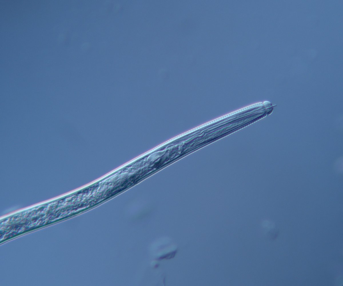 NematodeGuy's tweet photo. My first photo taken with our new (expensive) microscope camera. A sting nematode glamour shot! https://t.co/j9R37J0qQc
