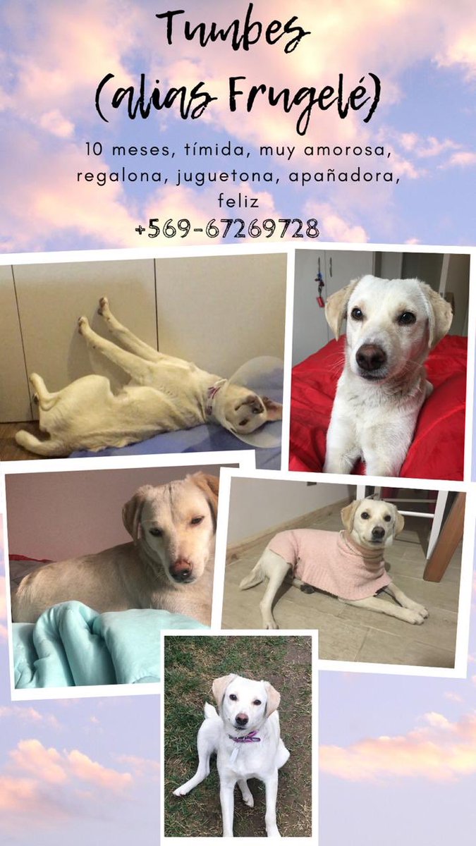 kemberlyvo's tweet photo. #AdoptaNoCompres #amorperruno #DogLover #doglovers #santiagodechile https://t.co/1fuWjVlwhw