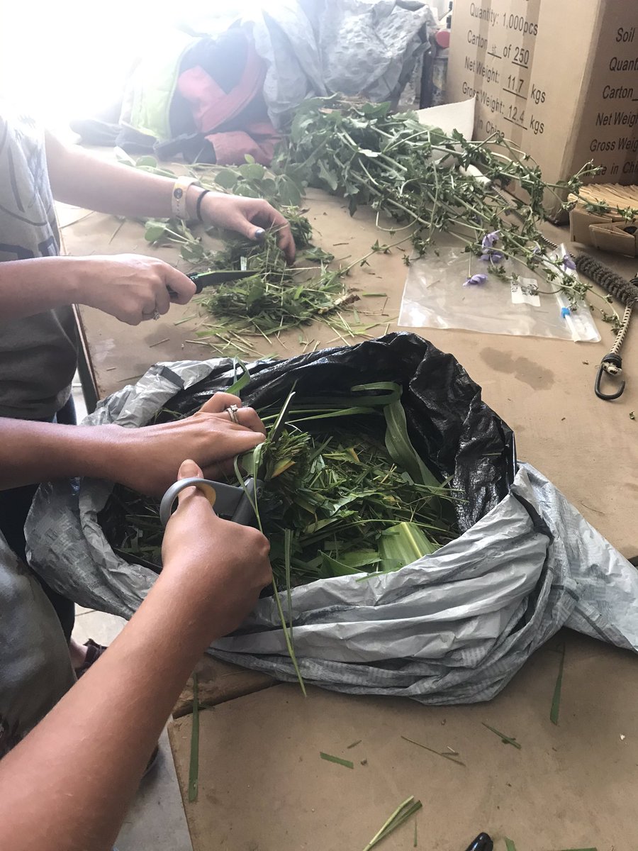 PAGChicks's tweet photo. Chopping up cover crop to send off to the lab. @Field_Updates https://t.co/eQGM6n7uUo