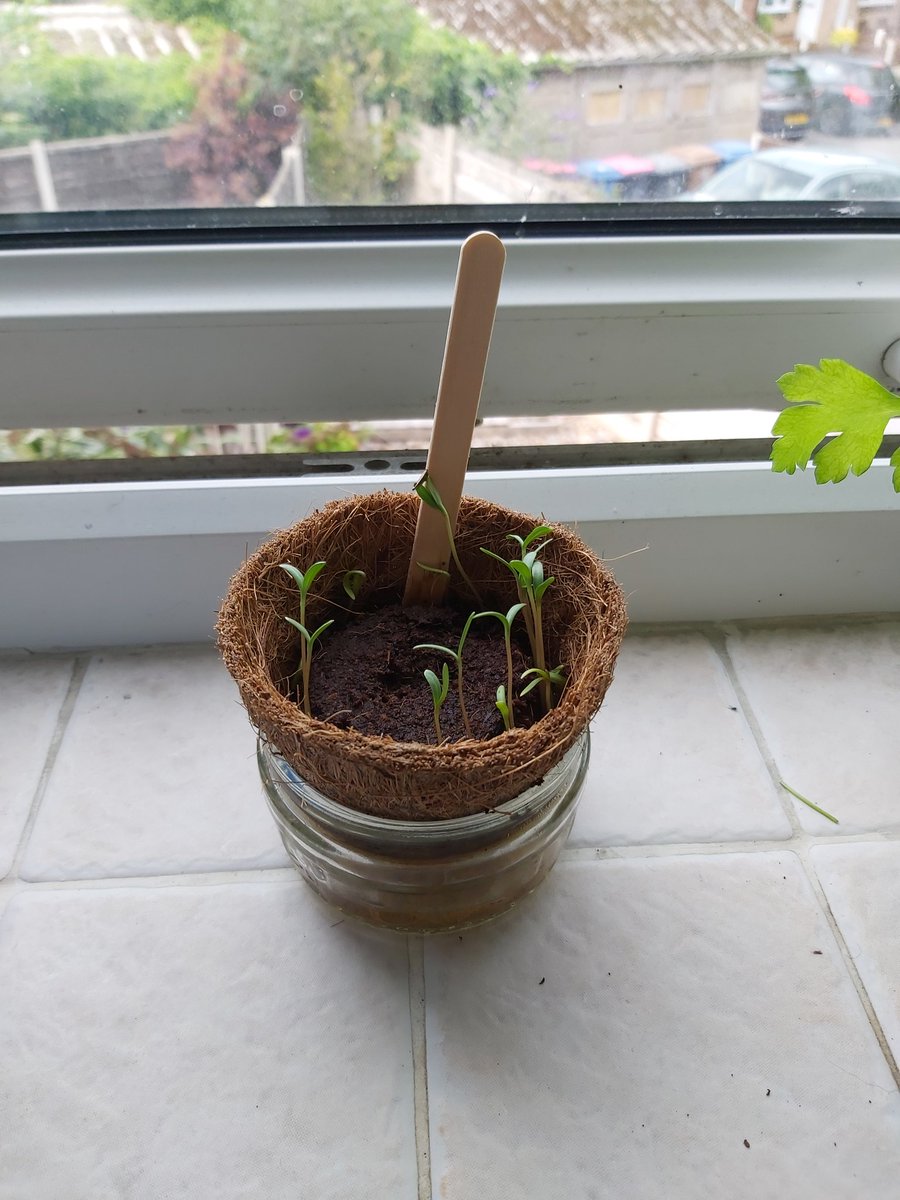 Geography_Jenna's tweet photo. Well, it's been a week and I've not managed to kill this plant yet! Managed to even coax life into it! Thanks for this @MrsBallAP 😁 https://t.co/bLLZAt339D