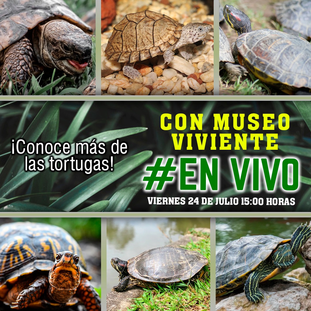 MuseoViviente's tweet photo. #EnVivo #MuseoVivientePuebla 🐍🐢🦎🐊🐸🕷️🦂

¡Es hoy!! Nos vemos a las 15:00 hrs en nuestro  #EnVivo de #MuseoVivientePuebla en donde hablaremos de las tortugas 🐢💚

📌 Dale me gusta, comparte y sigue los #EnVivo en nuestra página de Facebook @museovivientepuebla https://t.co/8Gke74KxdY