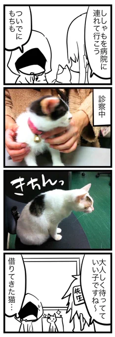 病院と猫 