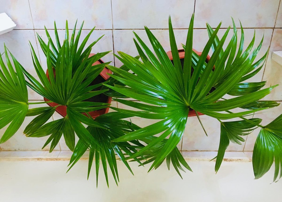 sanseveria_'s tweet photo. مساء الخير✨
جمعة مباركه💕
.
.
واشنطونيا🌱 اصيص كبير ✨ https://t.co/TZCc9Fz4lj