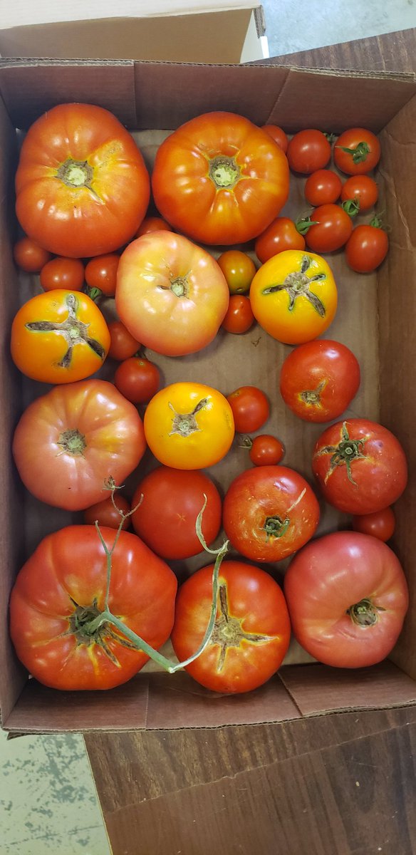 Crustandcrumbks's tweet photo. Tomato fest...here we come https://t.co/nR7bTHDPlS
