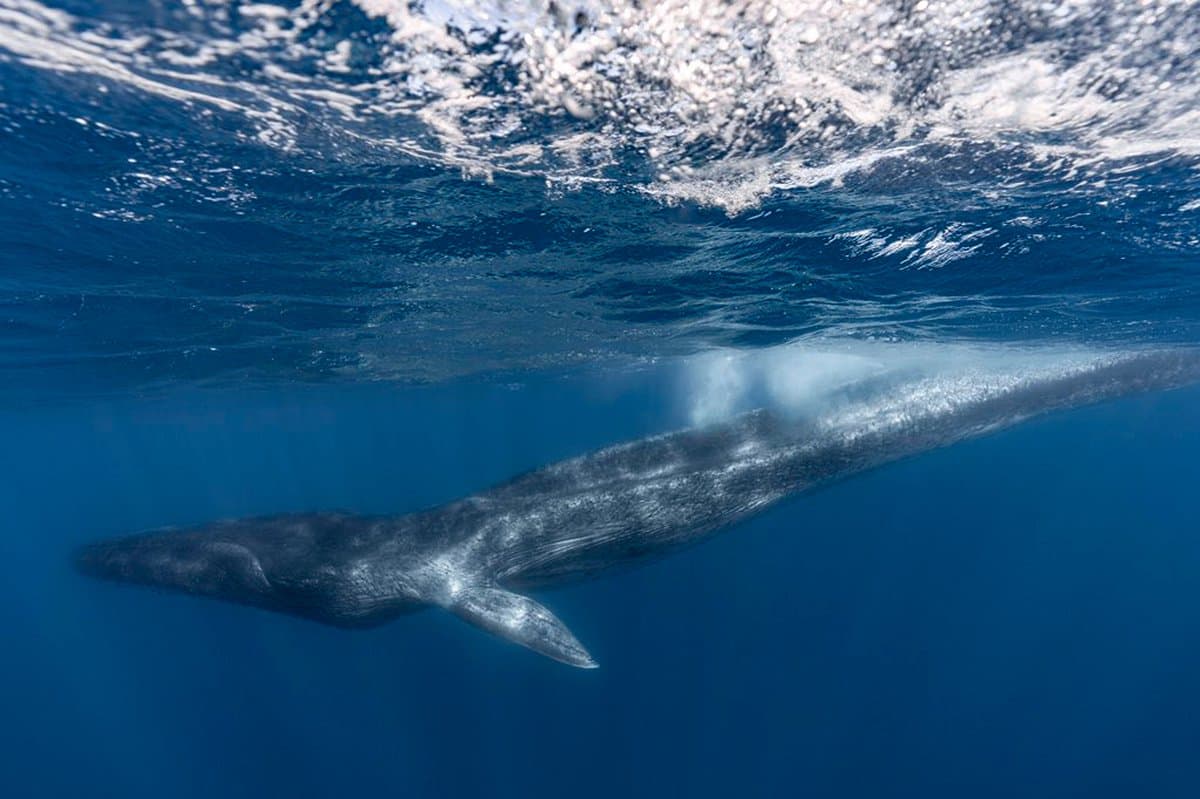 monde_biodi's tweet photo. Voici la lente agonie d'une baleine (Roqual Commun), qui s'est vue amputée du reste de sa queue en méditerranée, probablement en raison des activités humaines (collisions, pêches...)
Elle ne peut tout simplement plus vraiment se nourir. 
Tout un symbole ... https://t.co/SItoh6AnyX