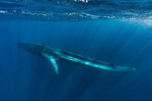 monde_biodi's tweet photo. Voici la lente agonie d'une baleine (Roqual Commun), qui s'est vue amputée du reste de sa queue en méditerranée, probablement en raison des activités humaines (collisions, pêches...)
Elle ne peut tout simplement plus vraiment se nourir. 
Tout un symbole ... https://t.co/SItoh6AnyX