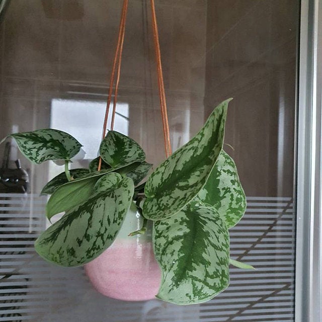 Long time customer, Sharon's Satin Pothos is looking amazing! 
"5 out of 5 stars    
Thank you Stephanie for the beautiful plants and customs as always ❤"
#houseplants #plants