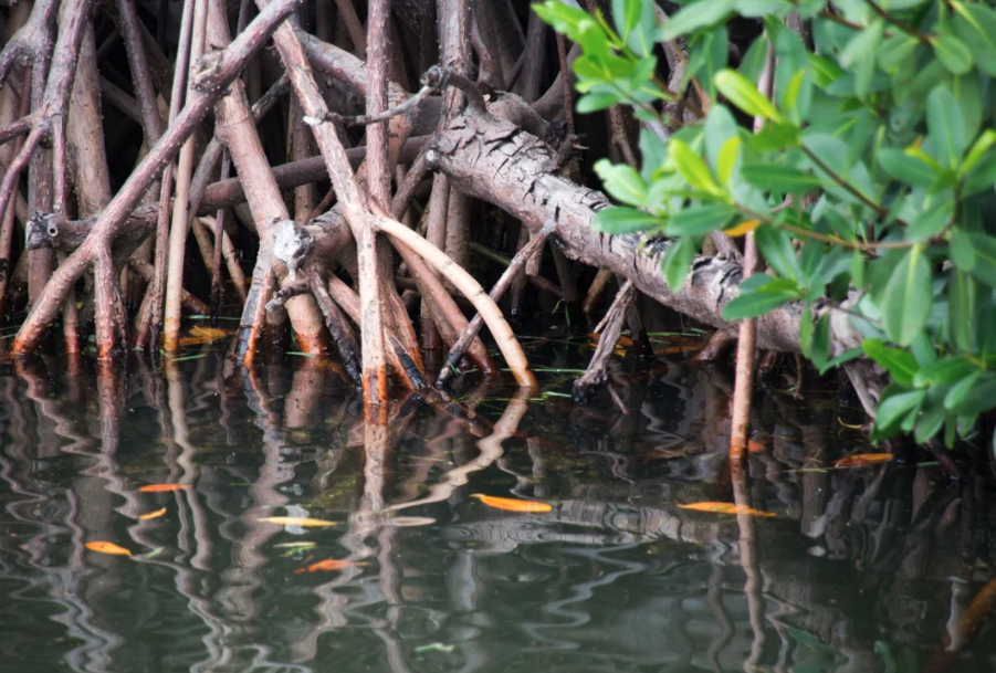 trimblegis's tweet image. A new project aiming to provide habitat mapping of the coastal marine environment in the Southern Pacific Ocean will use remote sensing technology. Learn more on our #eCognition blog. bit.ly/3dRR2yF