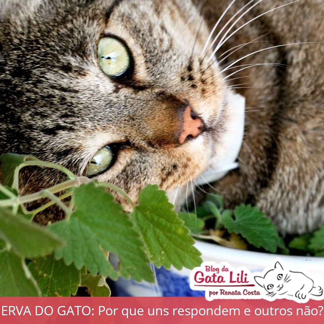 gatalili's tweet photo. POST novo sobre erva lá no blog: https://t.co/fEcroEKzfl https://t.co/dP1z02SrV0