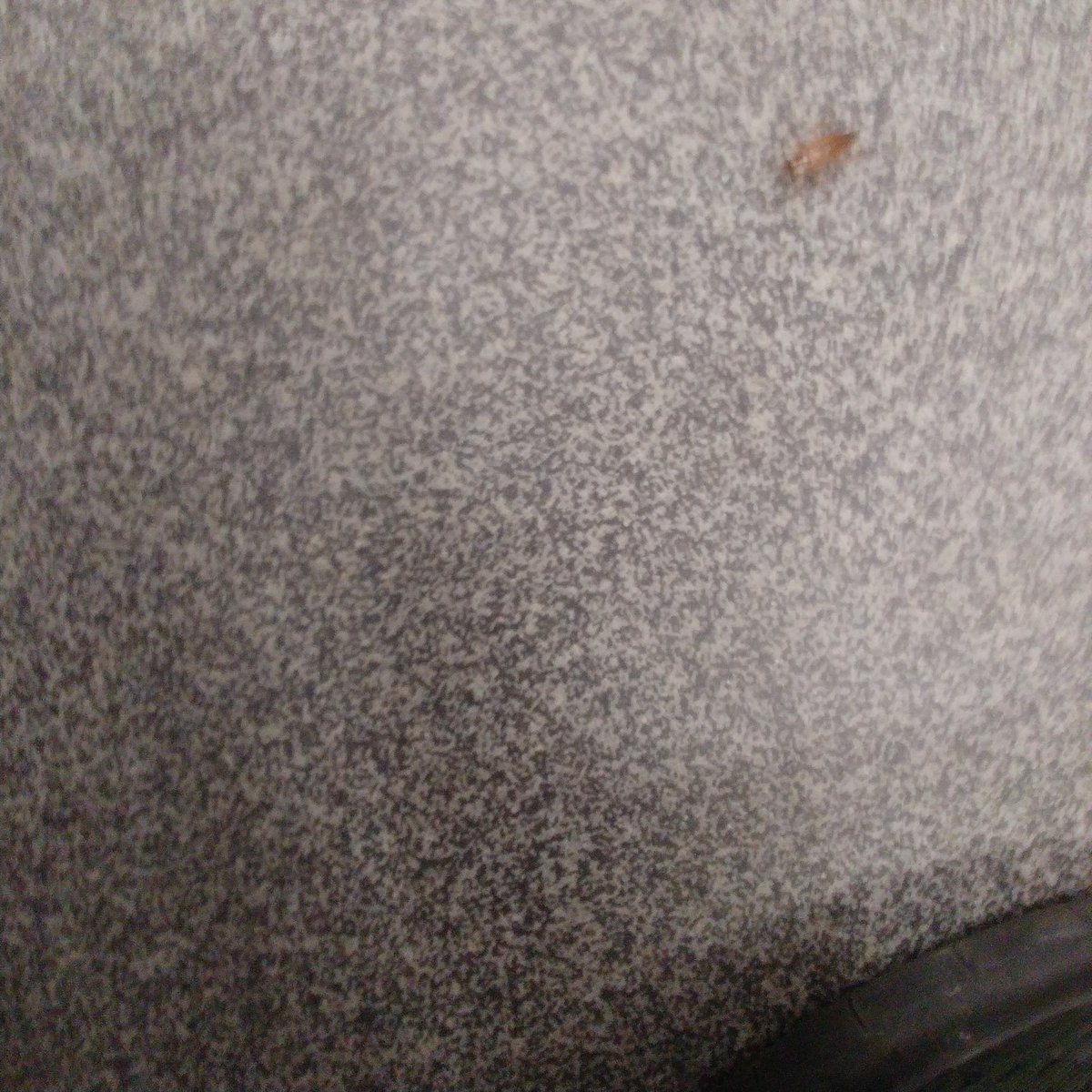 TC92640658's tweet photo. Unwanted passenger @TTChelps @TTCnotices #TTC https://t.co/bgjzupxC8t