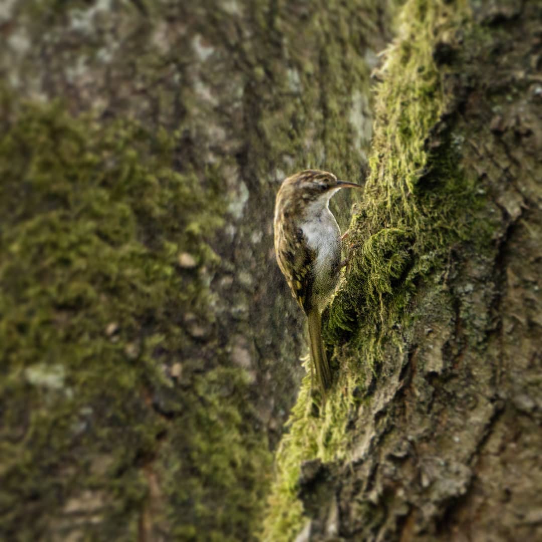 LiquidSun15's tweet photo. Treecreeper....awesome camo ���#TwitterNatureCommunity https://t.co/sEbdckqrTj