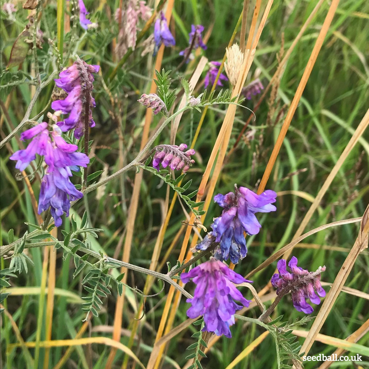seed_ball's tweet photo. Tufted Vetch (Vicia cracca)
A member of the pea family (legumes), vetch is able to make its own nitrates, making it useful for adding nutrients to the soil and birds love the seeds. Find it in our Bird Mix.
#BirdMix #Seedball #Wildflowers #TuftedVetch #Soil #GreenManure #PeatFree https://t.co/blNwRt4Lb6