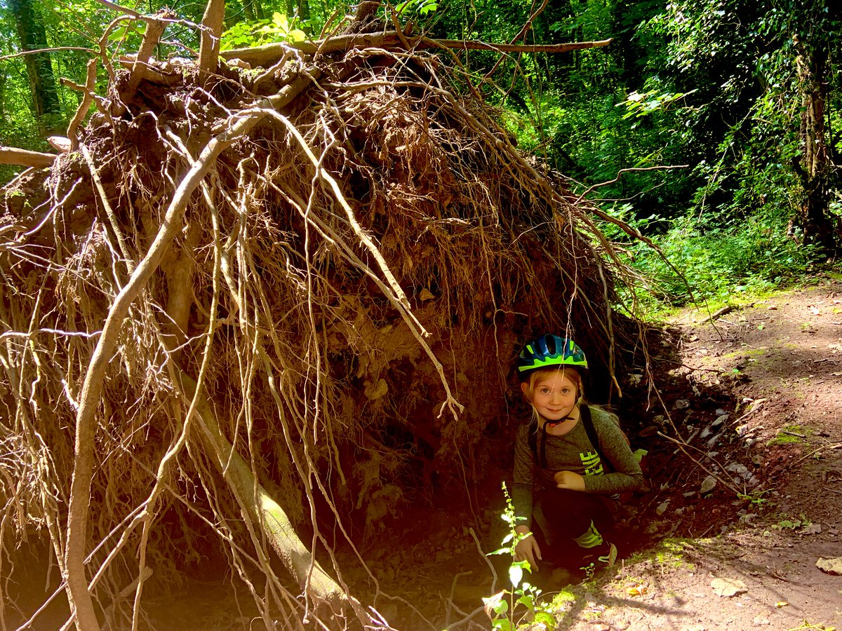 EdadventuresM's tweet photo. Marthy enjoyed taking part in @DrJoScience #STEAMsummercamp week 1 βplant/nature artβ. She had my camera & went in search of interesting trees. We talked about habitats & which animals would love hiding in them & how they would be used as a home. https://t.co/Fq6eAb74A7