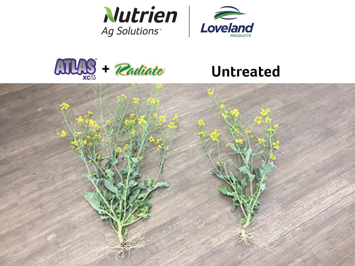 The power of #AtlasXC and #Radiate together in the field creates increased root growth and an overall great looking plant! This dynamic duo is creating its mark in #westcdnag! 

Thanks to the team at <a href="/NutrienAgCda/">Nutrien Ag Solutions Canada</a> Watrous for sending us this photo from their 2020 field trial!