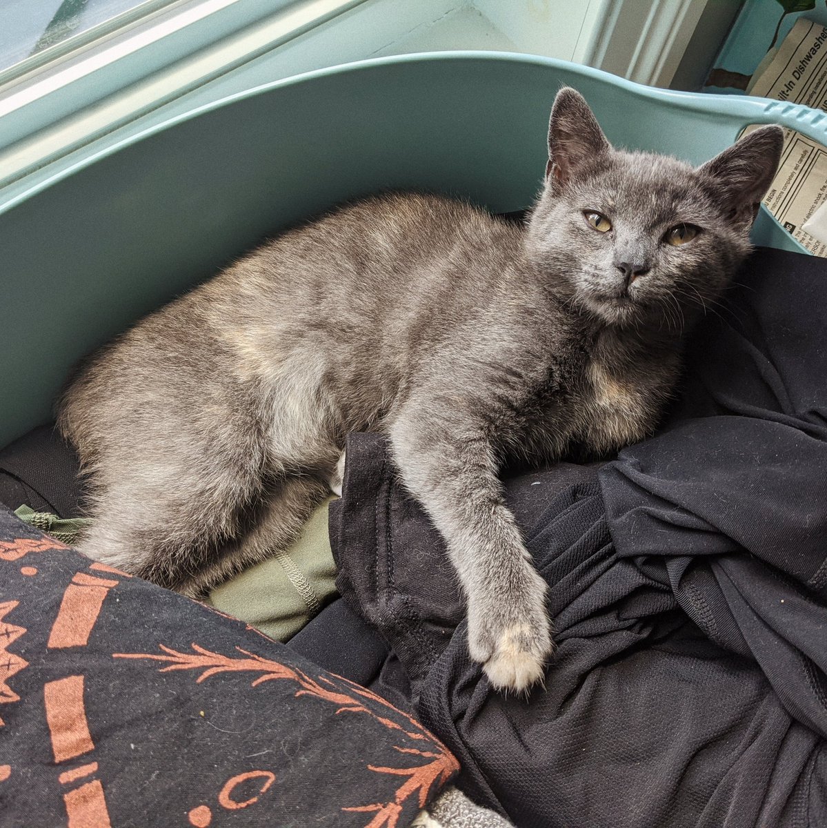 Fern has discovered the concept of the laundry basket.