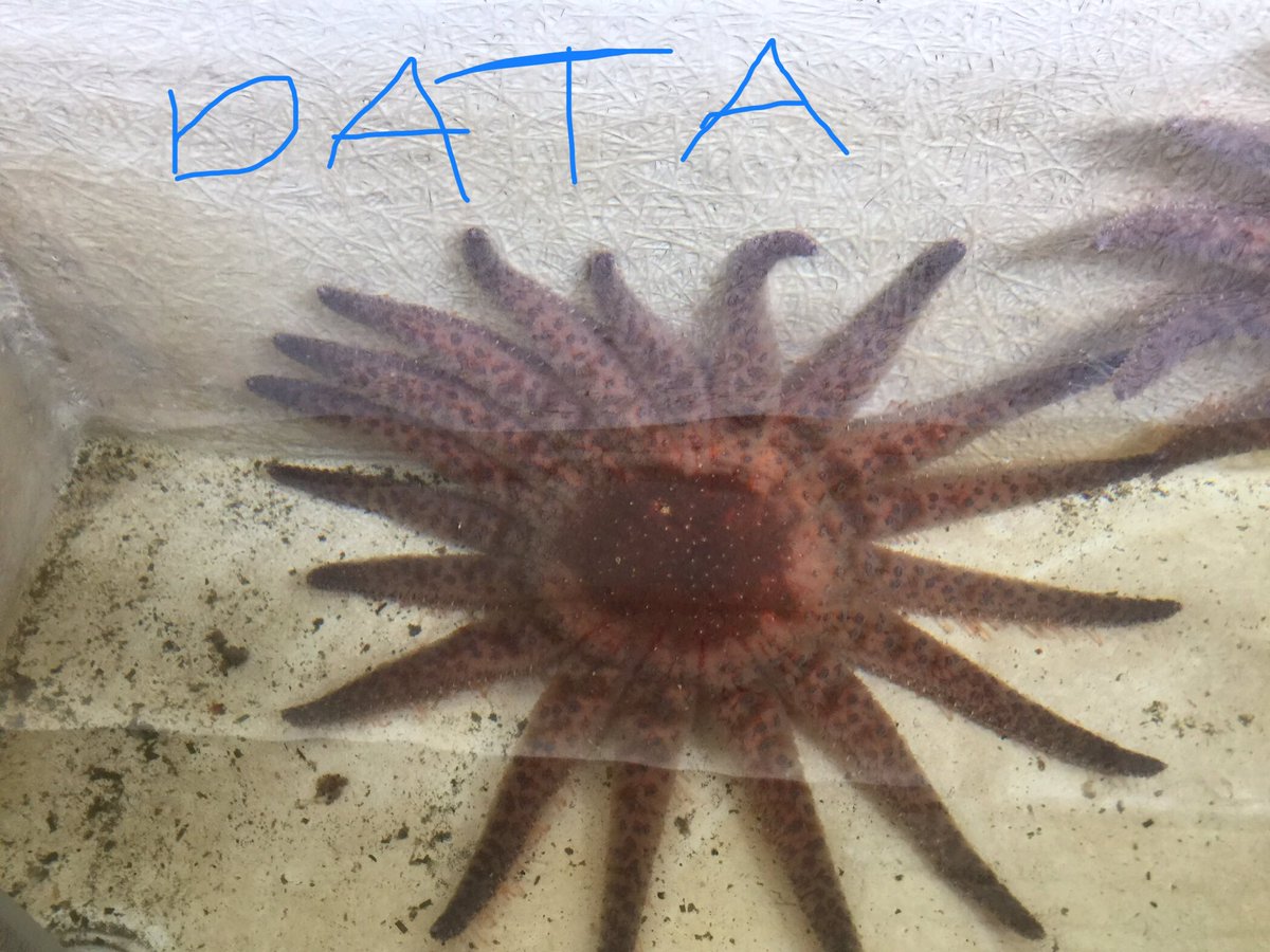 RossWhippo's tweet photo. #PycnoOfTheDay Meet Data. Data is a self-proclaimed ‘wild child’ and loves exploring, dropping arms like they’re hot, and Burning Man. If you want to meet Data you’ll probably find them on the dance floor at a wedding. Data is seeking dance partners. #PycnoNomNom @awegalloway https://t.co/MnX4wYP6HK