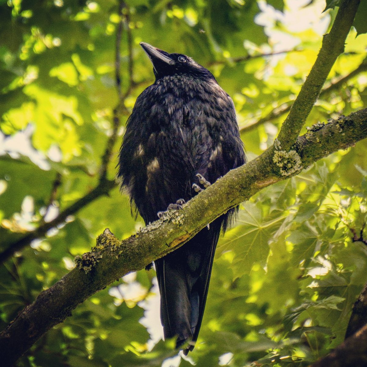 LiquidSun15's tweet photo. Looking quite majestic 😍😍 #TwitterNatureCommunity #corvids https://t.co/G5Ti4hbweD