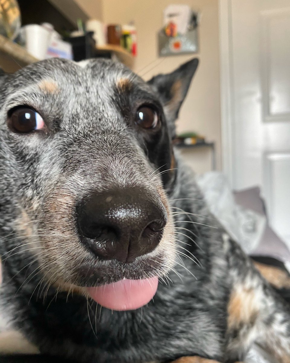 WeRateDogs tweet media