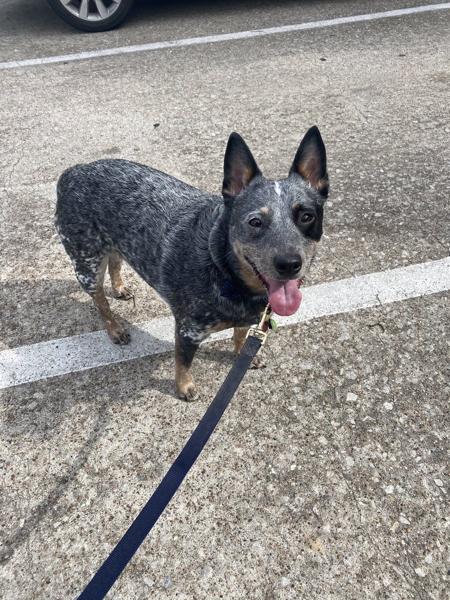 WeRateDogs tweet media