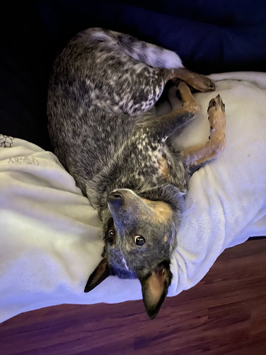 WeRateDogs tweet media