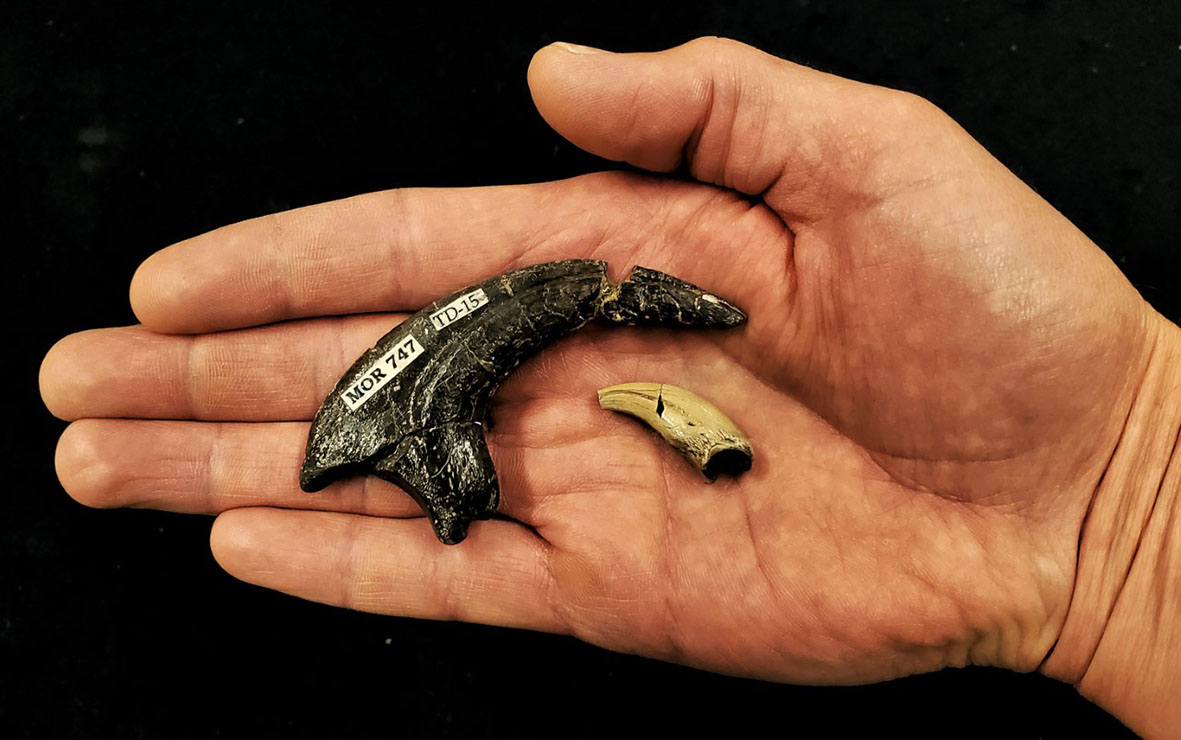 museum-of-the-rockies-on-twitter-dinosaur-claws-the-large-claw-mor