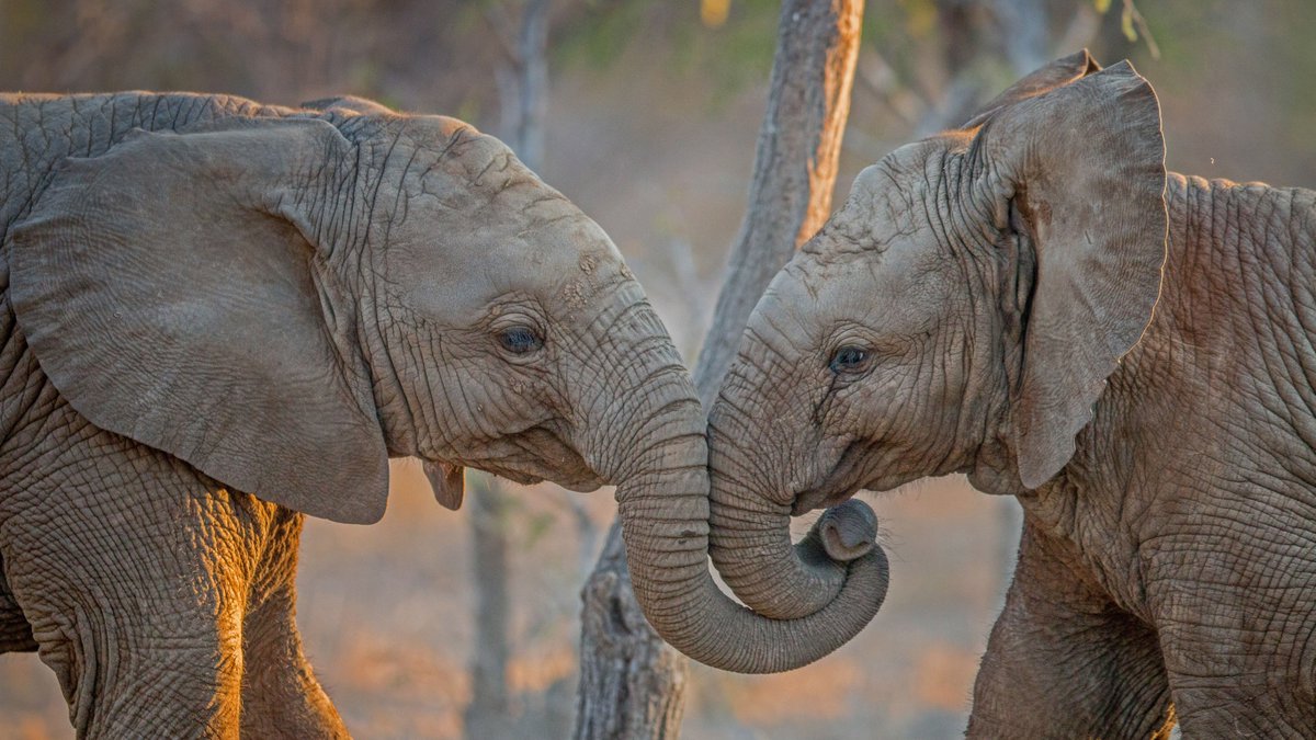 Two elephants are linking trunks with one another.