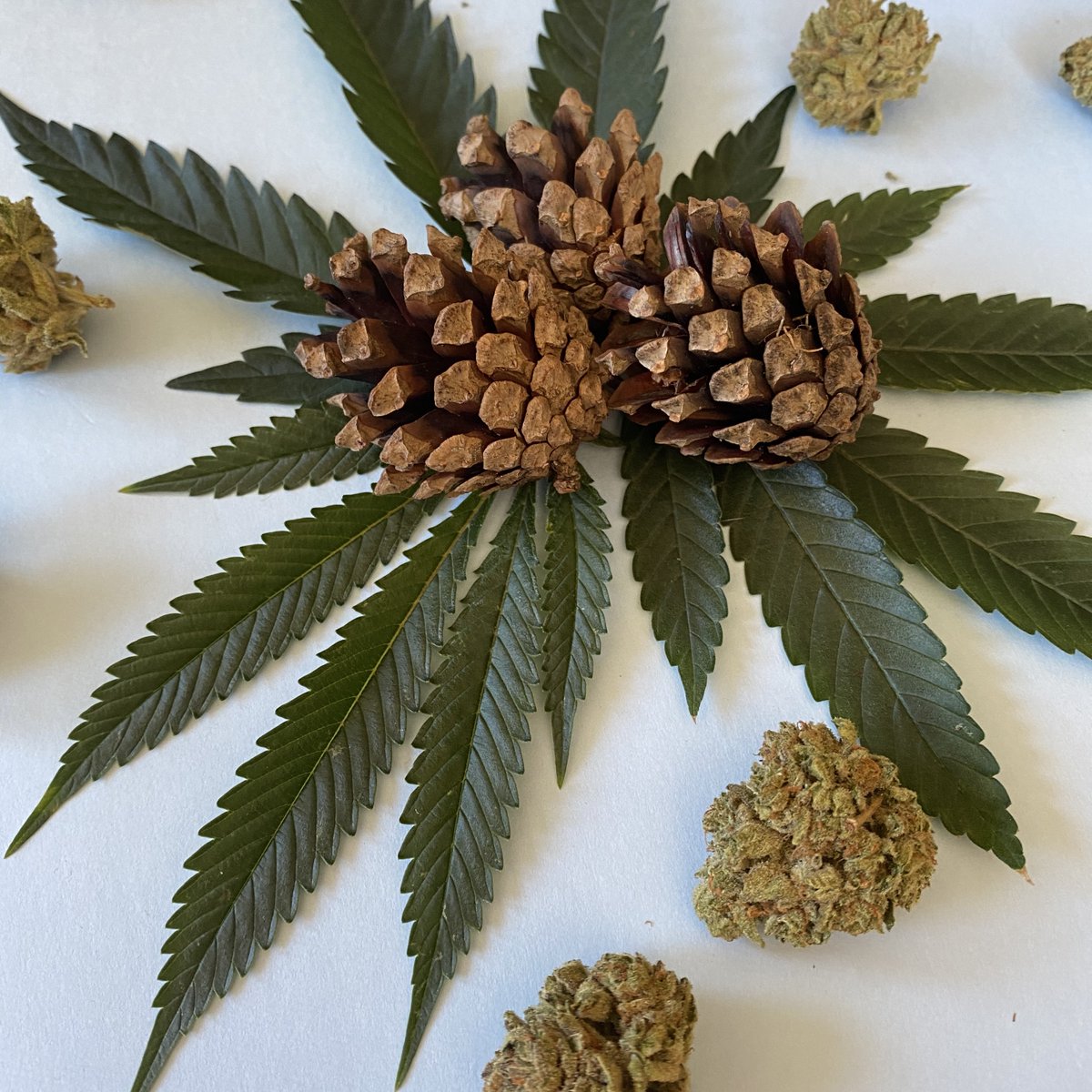 Cannamazoo_420's tweet photo. Pinene 🌲 the terpene that smells exactly how it sounds, and it’s one of the most commonly found terpenes in nature! It’s packed into a variety of your everyday foods and flavors 🌿

#terpporn #terps #cannabiseducation #cannabiscommunity #thc #knowyourterps #pinene https://t.co/vHrP6gg1G2