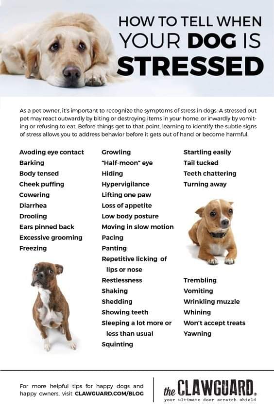 - If you see your dog doing any of these, they may be uncomfortable in whatever situation you're in. They are precursors for more extreme behaviour. Eg yawning out of context, shaking off when they're not wet, showing the whites of their eye (whale eye), licking their lips.