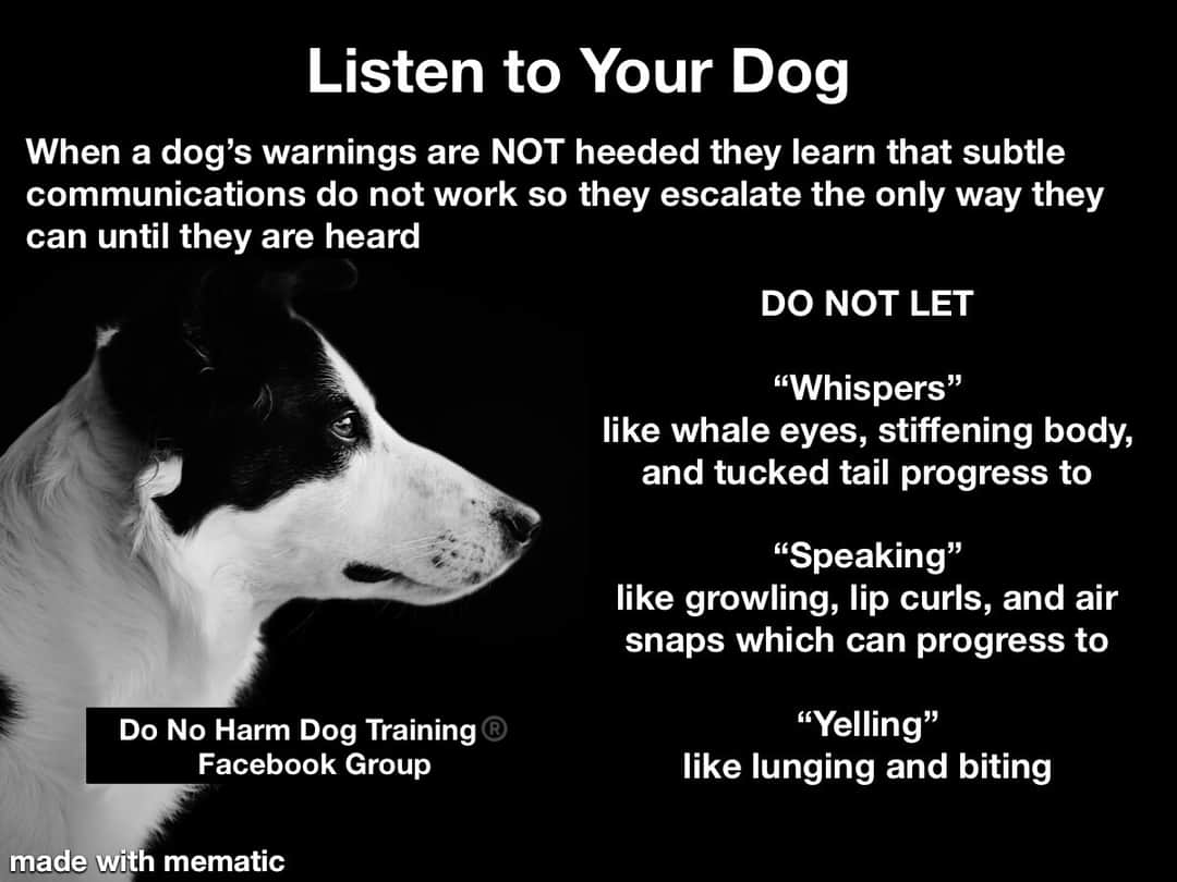 - If you see your dog doing any of these, they may be uncomfortable in whatever situation you're in. They are precursors for more extreme behaviour. Eg yawning out of context, shaking off when they're not wet, showing the whites of their eye (whale eye), licking their lips.