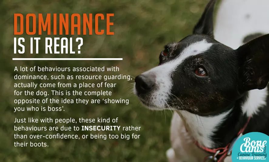 makes no sense. Dominance theory is repeatedly disproven, including by the person who initially coined it. You already control when they eat, sleep, learn, exercise and more, why would you need to bully them into submission? (ego, lack of skill, or miseducation is the answer)