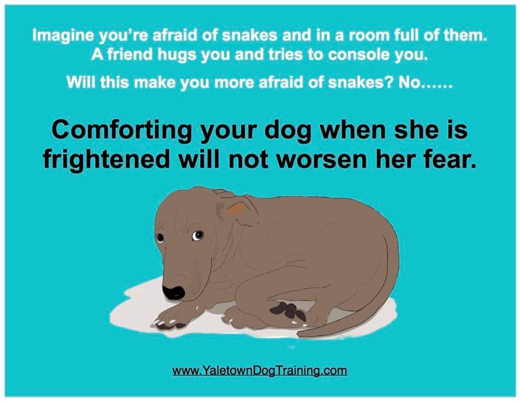 - Comforting your dog WILL NOT reinforce their fear. You cannot reinforce emotion, only behaviour.
