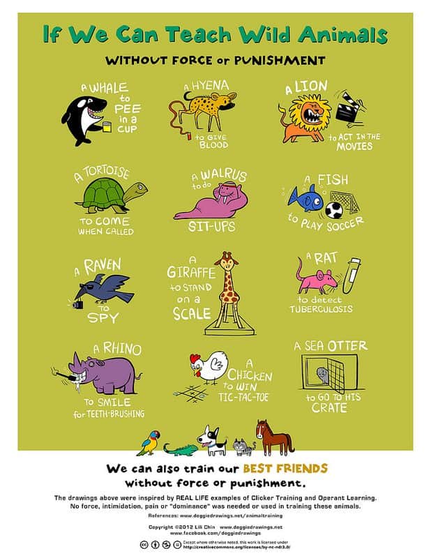 - In fact, multiple multiple multiple studies prove that positive punishment is less effective than positive reinforcement (which means adding (positive +) something to increase a behaviour (reinforcement)), plus punishment adversely affects your bond with your dog.