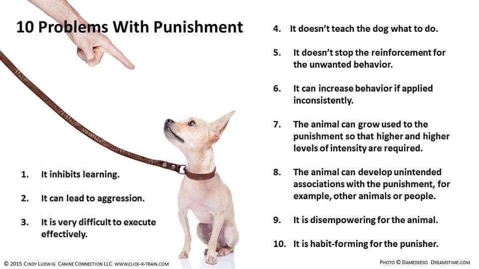- If your dog does something wrong, punishment won't teach them what is right. Teach your dog the appropriate alternative behaviour and reward them for doing it.