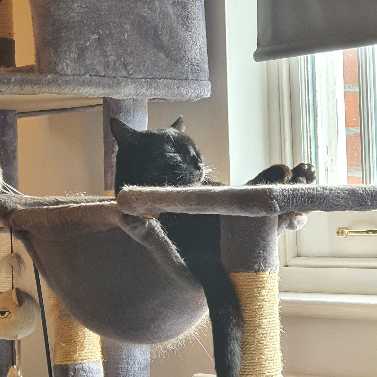 LucifurLast's tweet photo. Stop looking at my fuzzy chops. Stop it. STOP! 
#Browl #panfursquad #blackcatsrule #catsoftwitter #keighleycatcare https://t.co/fCeFpay6f8